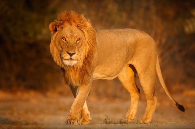 الأسد ملك الغابة السافانا الإفريقية، الكبرياء (Pride)، اللبوات، الصيد التعاوني، اللبدة، القطط الكبيرة، هدير الأسد، انقراض الأسود،